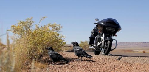 44-crows
